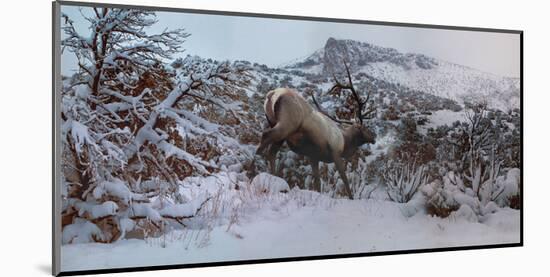 Snowy Elk-Steve Hunziker-Mounted Art Print