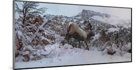 Snowy Elk-Steve Hunziker-Mounted Art Print