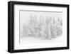 Snowy Firs, Switzerland, St. Gallen, Hemberg-Marco Isler-Framed Photographic Print