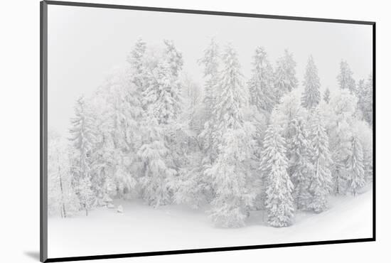 Snowy Firs, Switzerland, St. Gallen, Hemberg-Marco Isler-Mounted Photographic Print