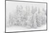 Snowy Firs, Switzerland, St. Gallen, Hemberg-Marco Isler-Mounted Photographic Print