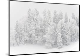 Snowy Firs, Switzerland, St. Gallen, Hemberg-Marco Isler-Mounted Photographic Print