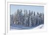 Snowy Firs, Switzerland, St. Gallen, Hemberg-Marco Isler-Framed Photographic Print