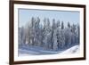 Snowy Firs, Switzerland, St. Gallen, Hemberg-Marco Isler-Framed Photographic Print