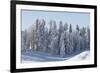 Snowy Firs, Switzerland, St. Gallen, Hemberg-Marco Isler-Framed Photographic Print