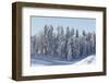 Snowy Firs, Switzerland, St. Gallen, Hemberg-Marco Isler-Framed Photographic Print