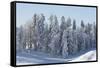 Snowy Firs, Switzerland, St. Gallen, Hemberg-Marco Isler-Framed Stretched Canvas