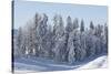 Snowy Firs, Switzerland, St. Gallen, Hemberg-Marco Isler-Stretched Canvas