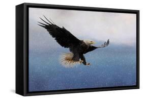 Snowy Flight Bald Eagle-Jai Johnson-Framed Stretched Canvas