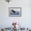 Snowy Flight Bald Eagle-Jai Johnson-Framed Giclee Print displayed on a wall