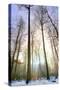 Snowy Forest at Koenigstuhl Mountain in Baden-Wurttemberg-Andreas Brandl-Stretched Canvas