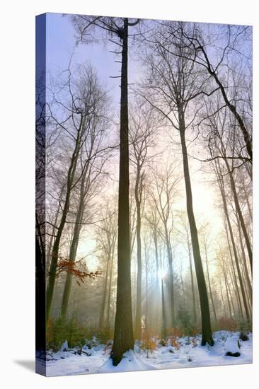 Snowy Forest at Koenigstuhl Mountain in Baden-Wurttemberg-Andreas Brandl-Stretched Canvas