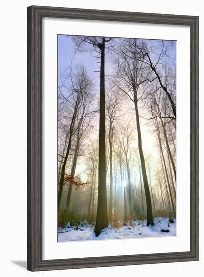 Snowy Forest at Koenigstuhl Mountain in Baden-Wurttemberg-Andreas Brandl-Framed Photographic Print