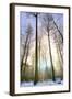 Snowy Forest at Koenigstuhl Mountain in Baden-Wurttemberg-Andreas Brandl-Framed Photographic Print