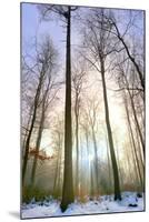 Snowy Forest at Koenigstuhl Mountain in Baden-Wurttemberg-Andreas Brandl-Mounted Photographic Print