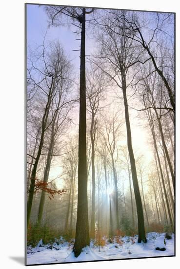 Snowy Forest at Koenigstuhl Mountain in Baden-Wurttemberg-Andreas Brandl-Mounted Photographic Print