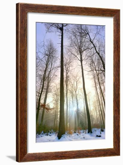 Snowy Forest at Koenigstuhl Mountain in Baden-Wurttemberg-Andreas Brandl-Framed Photographic Print