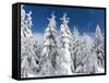 Snowy Forest in the National Park Bavarian Forest in the Deep of Winter. Bavaria, Germany-Martin Zwick-Framed Stretched Canvas