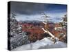 Snowy Grand Canyon III-David Drost-Stretched Canvas