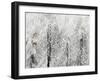 Snowy Habitat II-Alicia Ludwig-Framed Art Print