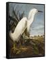 Snowy Heron or White Egret / Snowy Egret (Egretta Thula), Plate CCKLII, from 'The Birds of America'-John James Audubon-Framed Stretched Canvas