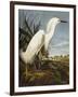 Snowy Heron or White Egret / Snowy Egret (Egretta Thula), Plate CCKLII, from 'The Birds of America'-John James Audubon-Framed Giclee Print