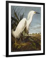 Snowy Heron or White Egret / Snowy Egret (Egretta Thula), Plate CCKLII, from 'The Birds of America'-John James Audubon-Framed Giclee Print