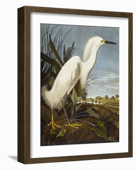 Snowy Heron or White Egret / Snowy Egret (Egretta Thula), Plate CCKLII, from 'The Birds of America'-John James Audubon-Framed Giclee Print