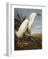 Snowy Heron or White Egret / Snowy Egret (Egretta Thula), Plate CCKLII, from 'The Birds of America'-John James Audubon-Framed Giclee Print