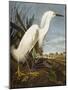 Snowy Heron or White Egret / Snowy Egret (Egretta Thula), Plate CCKLII, from 'The Birds of America'-John James Audubon-Mounted Giclee Print