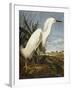 Snowy Heron or White Egret / Snowy Egret (Egretta Thula), Plate CCKLII, from 'The Birds of America'-John James Audubon-Framed Giclee Print