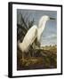 Snowy Heron or White Egret / Snowy Egret (Egretta Thula), Plate CCKLII, from 'The Birds of America'-John James Audubon-Framed Giclee Print