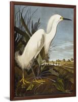 Snowy Heron or White Egret / Snowy Egret (Egretta Thula), Plate CCKLII, from 'The Birds of America'-John James Audubon-Framed Giclee Print