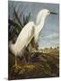 Snowy Heron or White Egret / Snowy Egret (Egretta Thula), Plate CCKLII, from 'The Birds of America'-John James Audubon-Mounted Giclee Print