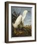 Snowy Heron or White Egret / Snowy Egret (Egretta Thula), Plate CCKLII, from 'The Birds of America'-John James Audubon-Framed Premium Giclee Print