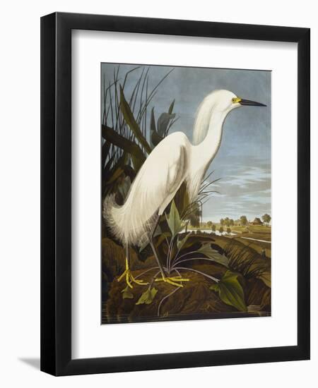 Snowy Heron or White Egret / Snowy Egret (Egretta Thula), Plate CCKLII, from 'The Birds of America'-John James Audubon-Framed Premium Giclee Print