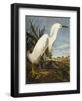 Snowy Heron or White Egret / Snowy Egret (Egretta Thula), Plate CCKLII, from 'The Birds of America'-John James Audubon-Framed Premium Giclee Print