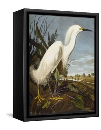 BIRDS OF AMERICA WHITE SNOWY HERON AUDUBON PAINTING REPRO ON PAPER OR CANVAS 