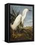 Snowy Heron or White Egret / Snowy Egret (Egretta Thula), Plate CCKLII, from 'The Birds of America'-John James Audubon-Framed Stretched Canvas