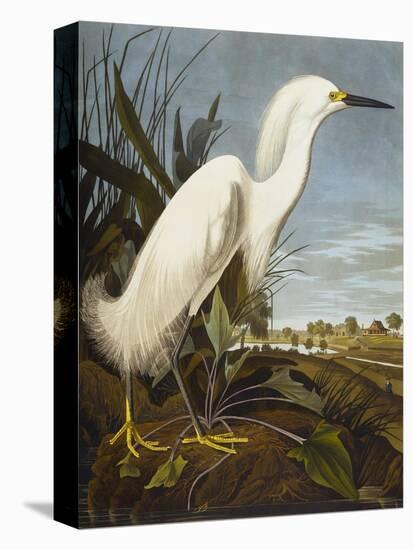 Snowy Heron or White Egret / Snowy Egret (Egretta Thula), Plate CCKLII, from 'The Birds of America'-John James Audubon-Stretched Canvas