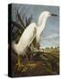 Snowy Heron or White Egret / Snowy Egret (Egretta Thula), Plate CCKLII, from 'The Birds of America'-John James Audubon-Stretched Canvas