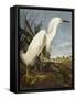 Snowy Heron or White Egret / Snowy Egret (Egretta Thula), Plate CCKLII, from 'The Birds of America'-John James Audubon-Framed Stretched Canvas