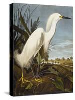 Snowy Heron or White Egret / Snowy Egret (Egretta Thula), Plate CCKLII, from 'The Birds of America'-John James Audubon-Stretched Canvas