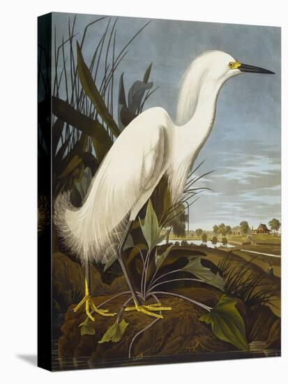 Snowy Heron or White Egret / Snowy Egret (Egretta Thula), Plate CCKLII, from 'The Birds of America'-John James Audubon-Stretched Canvas