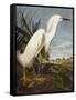 Snowy Heron or White Egret / Snowy Egret (Egretta Thula), Plate CCKLII, from 'The Birds of America'-John James Audubon-Framed Stretched Canvas