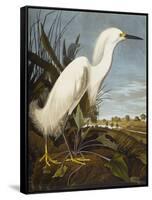 Snowy Heron or White Egret / Snowy Egret (Egretta Thula), Plate CCKLII, from 'The Birds of America'-John James Audubon-Framed Stretched Canvas