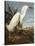 Snowy Heron or White Egret / Snowy Egret (Egretta Thula), Plate CCKLII, from 'The Birds of America'-John James Audubon-Stretched Canvas