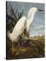 Snowy Heron or White Egret / Snowy Egret (Egretta Thula), Plate CCKLII, from 'The Birds of America'-John James Audubon-Stretched Canvas
