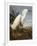 Snowy Heron or White Egret / Snowy Egret (Egretta Thula), Plate CCKLII, from 'The Birds of America'-John James Audubon-Framed Giclee Print