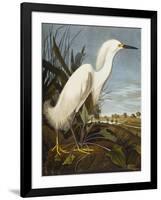 Snowy Heron or White Egret / Snowy Egret (Egretta Thula), Plate CCKLII, from 'The Birds of America'-John James Audubon-Framed Giclee Print